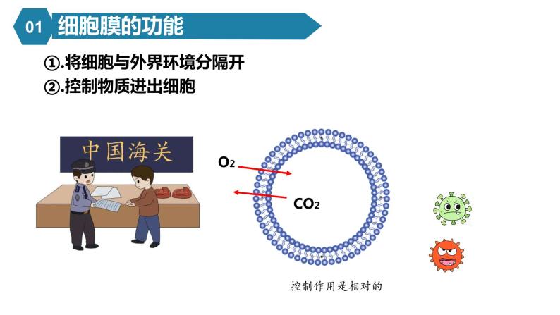 人教版高中生物高一必修一分子与细胞课件3.1细胞膜的结构和功能课件06