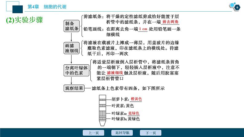 高中生物新北师大版必修1 光反应 课件(75张)07