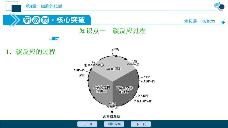 高中生物新北师大版必修1  碳反应 课件（65张)08