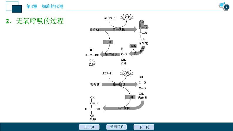 高中生物新北师大版必修1 细胞呼吸的过程 课件(77张)05