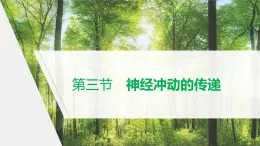 选择性必修1 神经冲动的传递 （26张） 课件-高中生物新北师大版选择性必修1