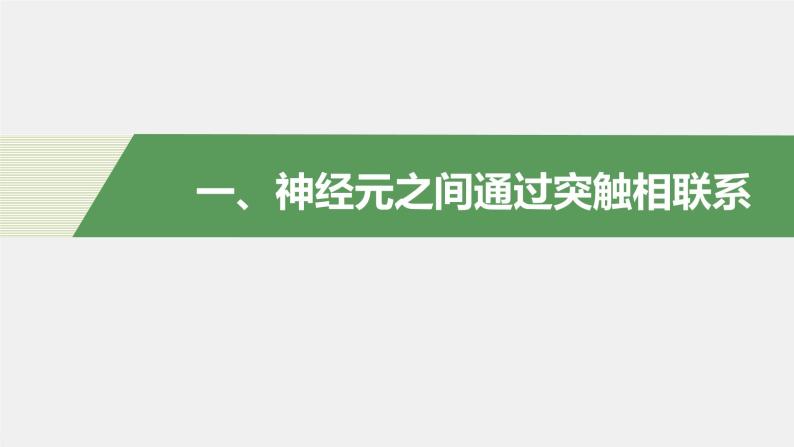 选择性必修1 神经冲动的传递 （26张） 课件-高中生物新北师大版选择性必修104