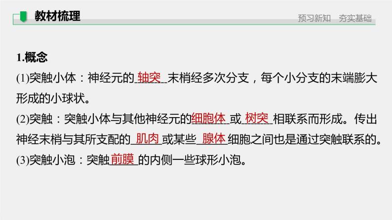 选择性必修1 神经冲动的传递 （26张） 课件-高中生物新北师大版选择性必修105