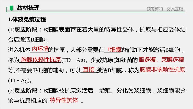 选择性必修1 体液免疫（28张） 课件-高中生物新北师大版选择性必修105