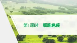 选择性必修1 细胞免疫（24张） 课件-高中生物新北师大版选择性必修1