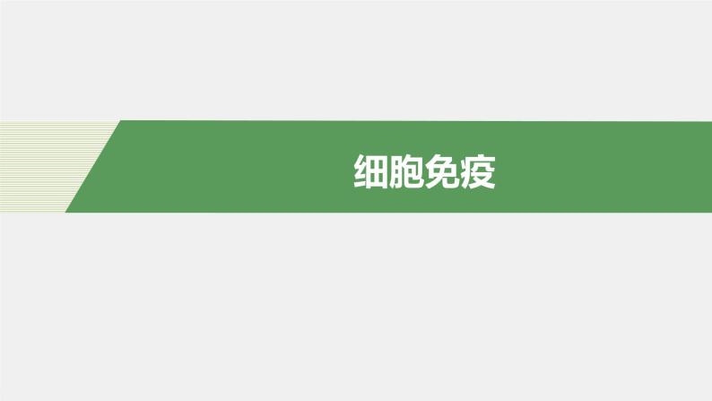 选择性必修1 细胞免疫（24张） 课件-高中生物新北师大版选择性必修104