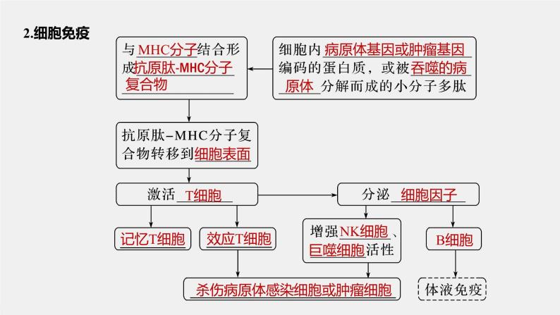 选择性必修1 细胞免疫（24张） 课件-高中生物新北师大版选择性必修106