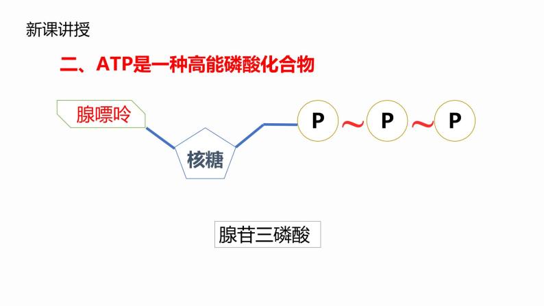 5.2 细胞的能量“货币”ATP 课件 高中生物新人教版必修107