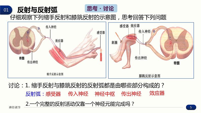 2.2 神经调节的基本方式 课件 高中生物新人教版 选择性必修1第5页