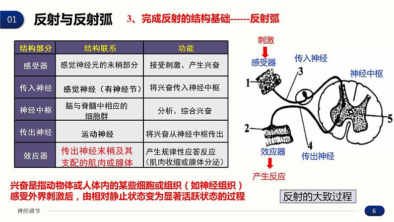 2.2 神经调节的基本方式 课件 高中生物新人教版 选择性必修1第6页