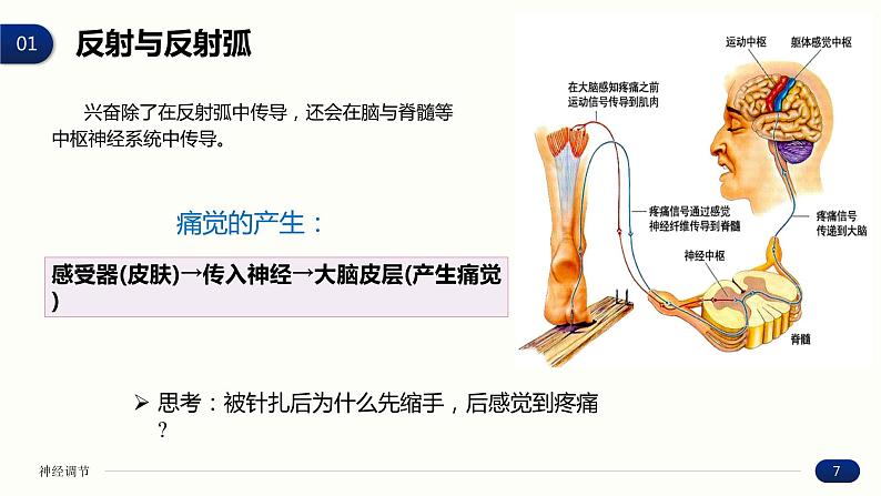 2.2 神经调节的基本方式 课件 高中生物新人教版 选择性必修1第7页