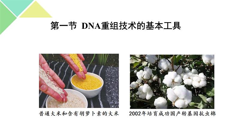 3.1 重组DNA技术的基本工具 课件 高中生物新人教版选择性必修307