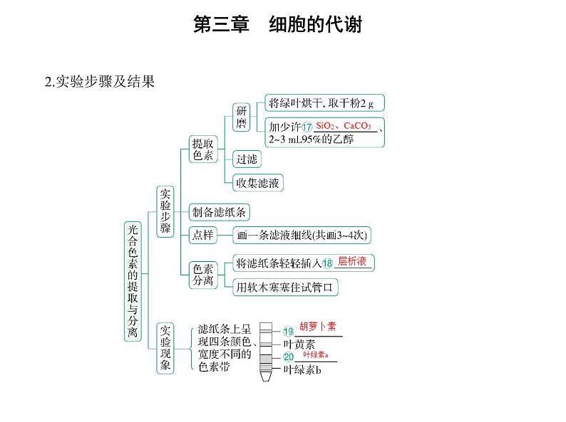 第三章第五节 光合作用将光能转化为化学能 课件(43张)-高中生物新浙科版(2019)必修108