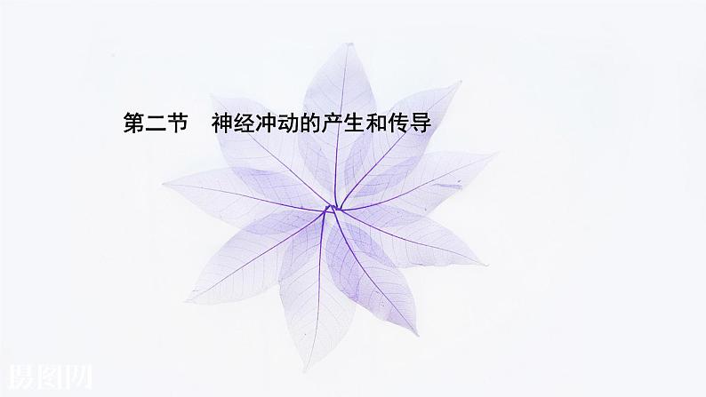 第二章 第二节 神经冲动的产生和传导 课件(51张)-高中生物新浙科版(2019)选择性必修101