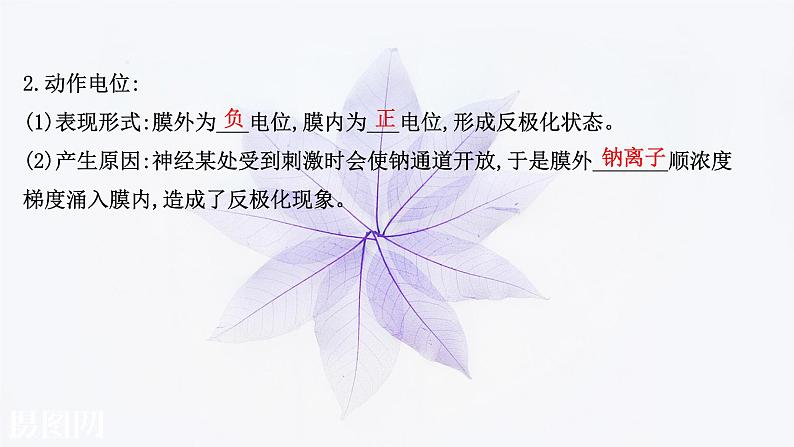 第二章 第二节 神经冲动的产生和传导 课件(51张)-高中生物新浙科版(2019)选择性必修104