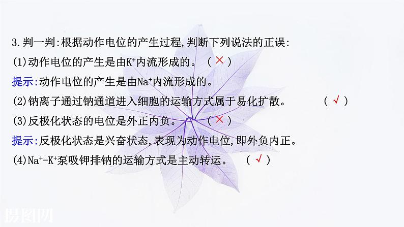 第二章 第二节 神经冲动的产生和传导 课件(51张)-高中生物新浙科版(2019)选择性必修105