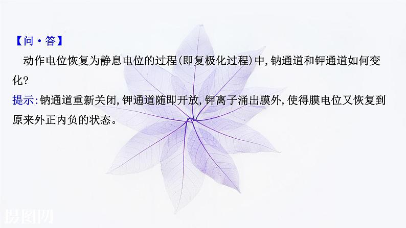 第二章 第二节 神经冲动的产生和传导 课件(51张)-高中生物新浙科版(2019)选择性必修106