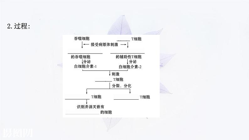 第四章 第三节 人体通过特异性免疫对抗病原体 课件(50张)-高中生物新浙科版(2019)选择性必修105