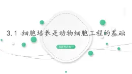 3.1 细胞培养是动物细胞工程的基础 课件 高中生物新浙科版选择性必修3