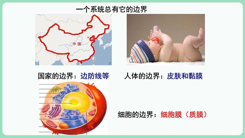 第3章第1节细胞膜的结构和功能第2页