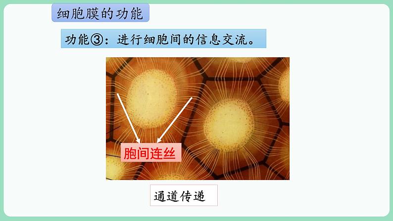 第3章第1节细胞膜的结构和功能第8页