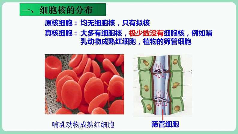 3.3 细胞核的结构和功能(课件+练习)-2022-2023学年高一上学期生物人教版(2019)必修105