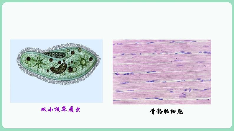 3.3 细胞核的结构和功能(课件+练习)-2022-2023学年高一上学期生物人教版(2019)必修106