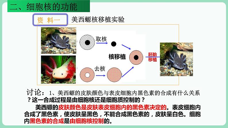3.3 细胞核的结构和功能(课件+练习)-2022-2023学年高一上学期生物人教版(2019)必修107