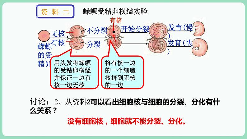 3.3 细胞核的结构和功能(课件+练习)-2022-2023学年高一上学期生物人教版(2019)必修108