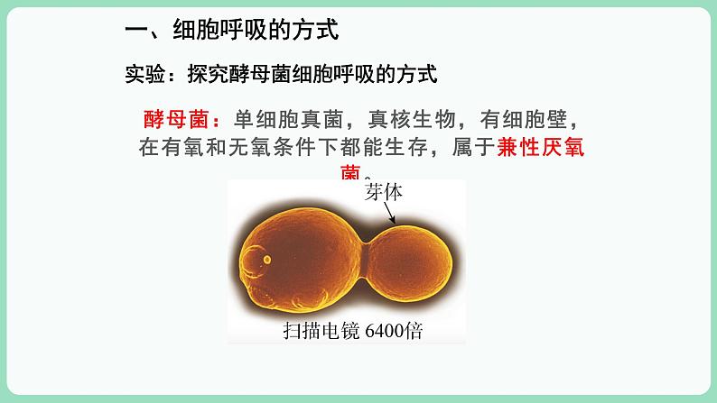 第5章第3节 细胞呼吸的原理和应用第3页