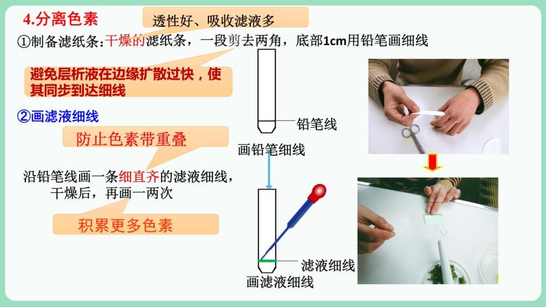 5.4.1 捕获光能的色素和结构（课件+练习）-2022-2023学年高一上学期生物人教版（2019）必修106