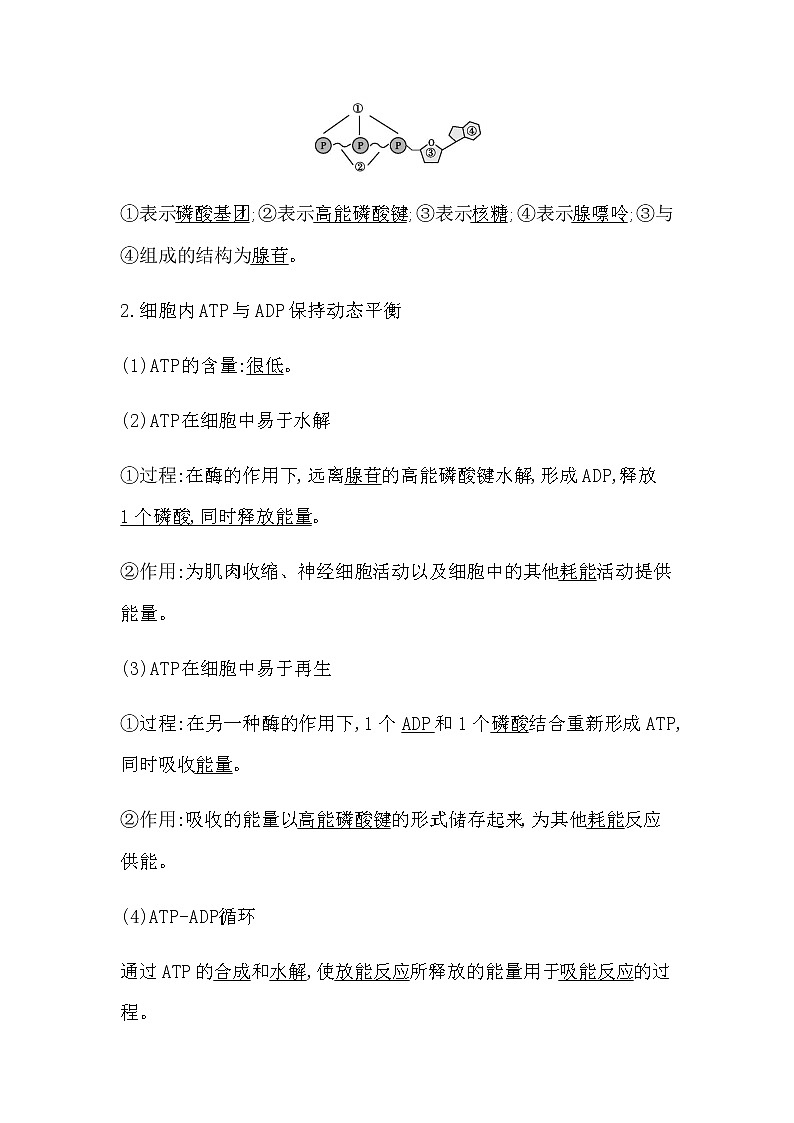 第一節(jié)　ATP是細(xì)胞內(nèi)的“能量通貨”第2頁(yè)