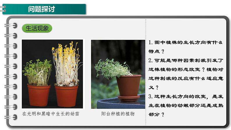 第五章:第1节:植物生长课件高中生物人教选择性必修一第3页