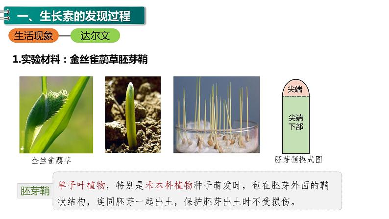 第五章:第1节:植物生长课件高中生物人教选择性必修一第5页