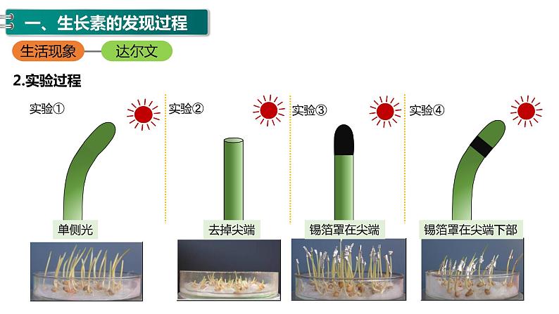 第五章:第1节:植物生长课件高中生物人教选择性必修一第6页
