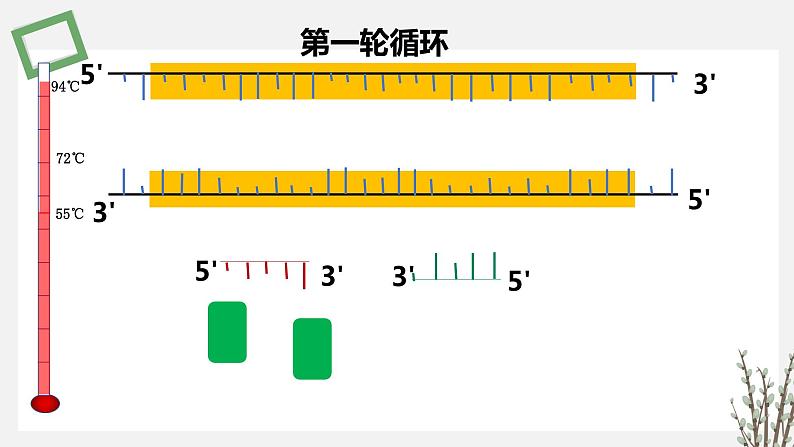 3.1.2 PCR技术和利用PCR技术扩增DNA片段并完成电泳鉴定 课件 高中生物新苏教版选择性必修308