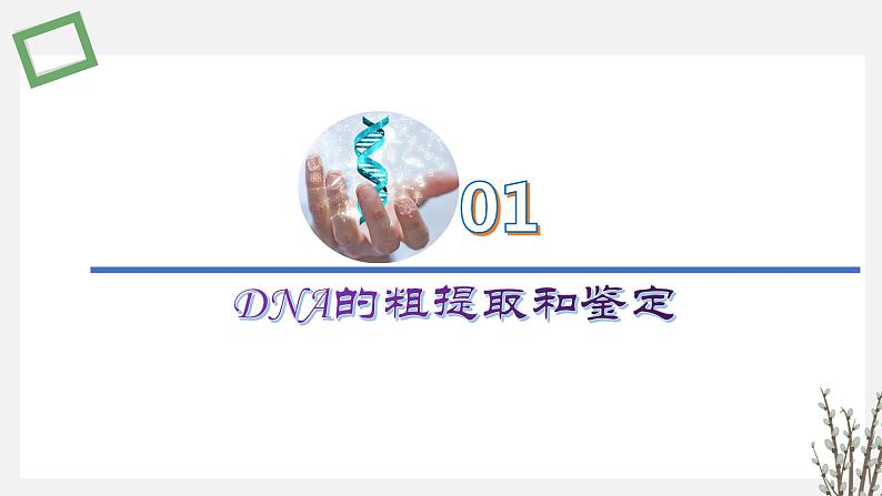 3.1.3 DNA的粗提取和鉴定 课件 高中生物新苏教版选择性必修3第2页