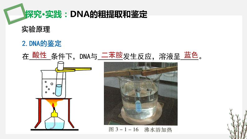 3.1.3 DNA的粗提取和鉴定 课件 高中生物新苏教版选择性必修3第5页