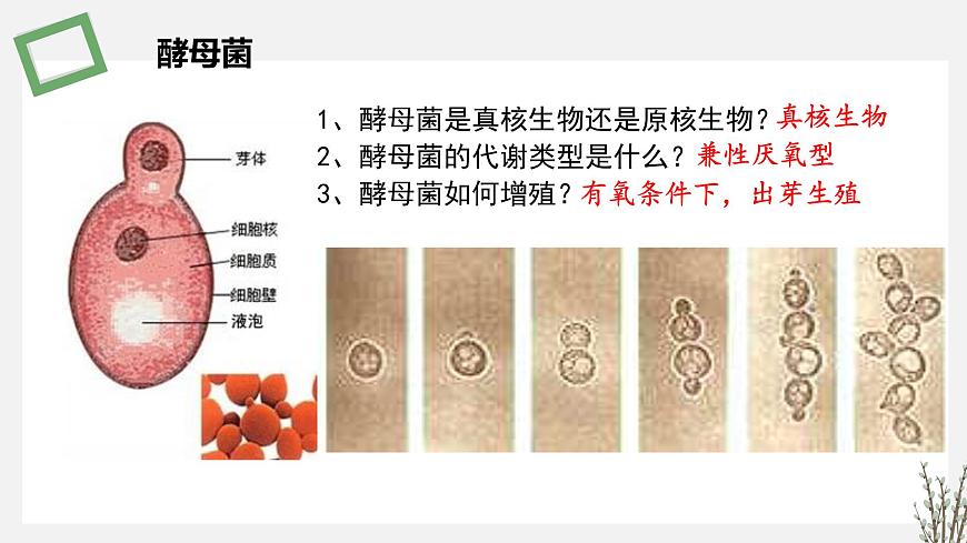 1.1.3   探究培養(yǎng)液中某種酵母菌種群數(shù)量的動(dòng)態(tài)變化 課件 高中生物新蘇教版選擇性必修2（20第3頁(yè)