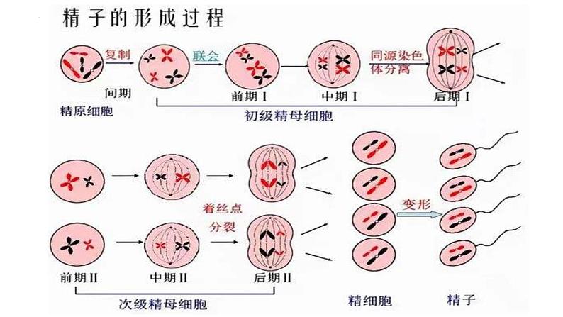 2023届高三生物一轮复习课件:第12讲 减数分裂和受精作用第6页
