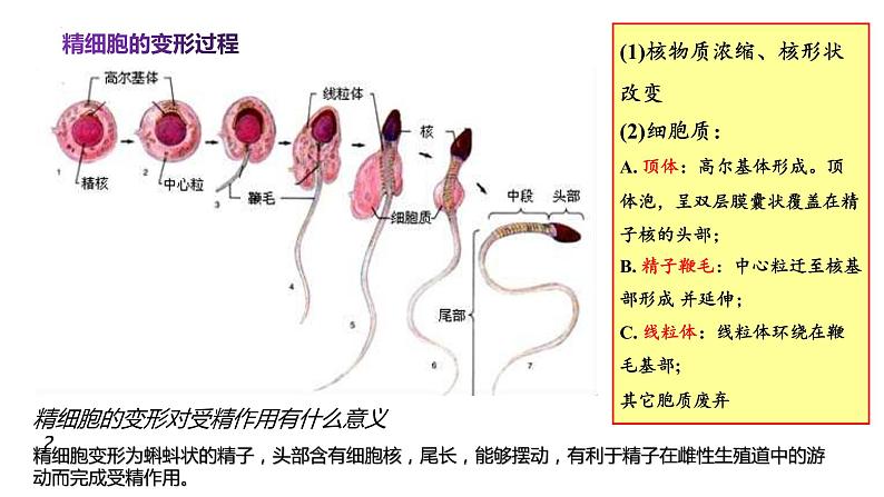 2023届高三生物一轮复习课件:第12讲 减数分裂和受精作用第8页