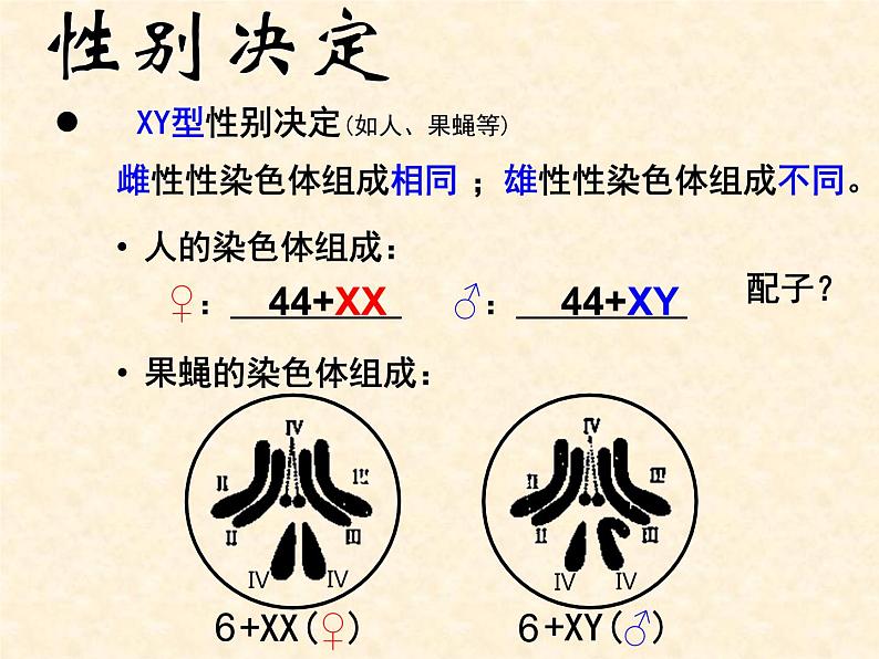 2022届高三生物一轮复习课件:伴性遗传第4页