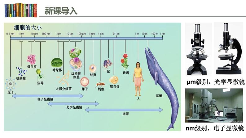 1.2 细胞的多样性和统一性 课件02