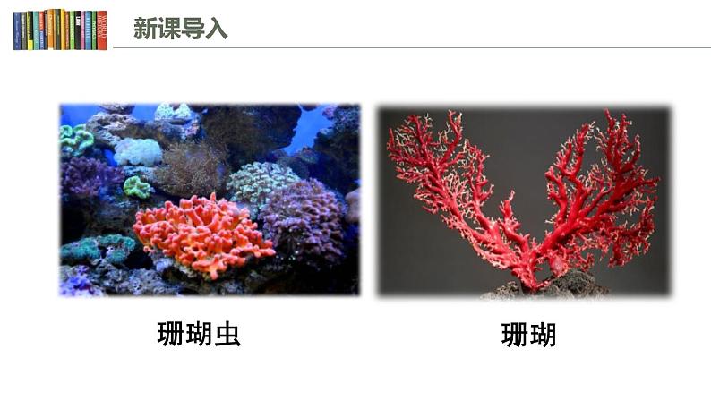2.1 细胞中的元素和化合物 课件02