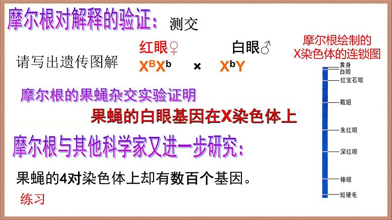 2022届高三生物一轮复习课件:基因在染色体上和伴性遗传第8页