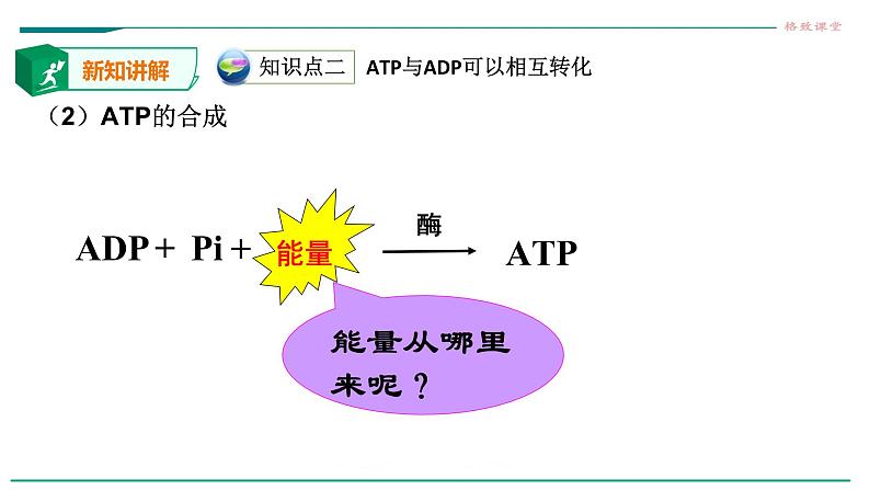 高中生物必修一 5.2细胞中的能量货币ATP 课件08