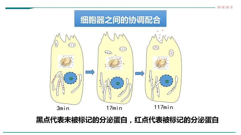 高中生物必修一 3.2细胞器之间的分工合作(课时 课件04