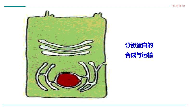 高中生物必修一 3.2细胞器之间的分工合作(课时 课件06