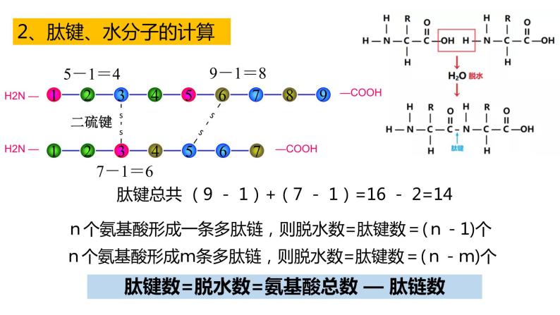 高中生物必修一 2.4蛋白质的计算专题 课件-2021-2022学年高一上学期03