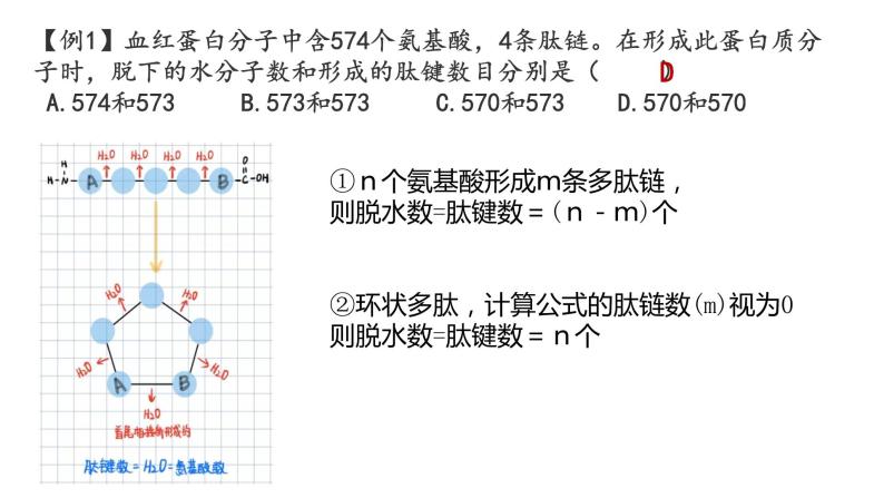 高中生物必修一 2.4蛋白质的计算专题 课件-2021-2022学年高一上学期04